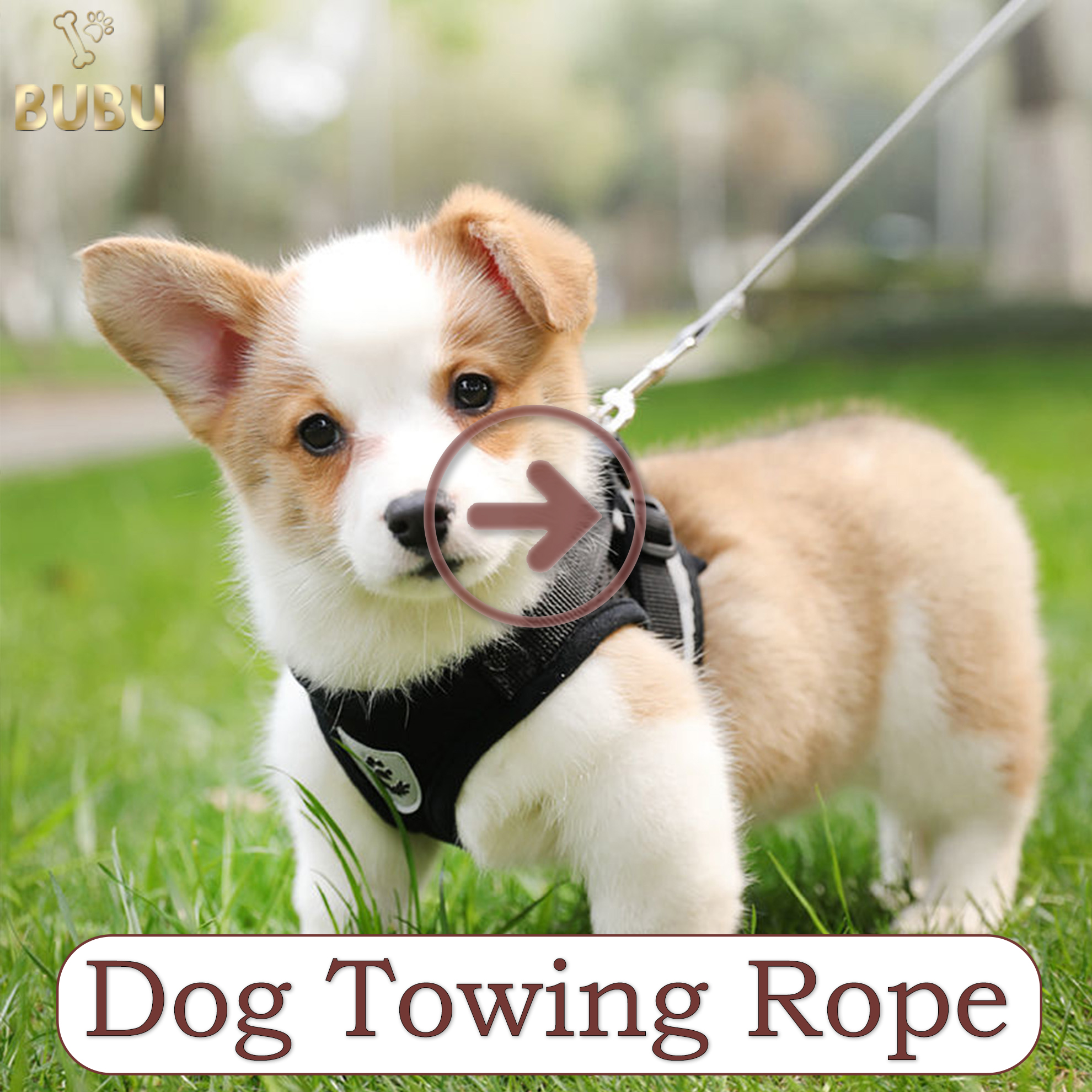 dog towing rope